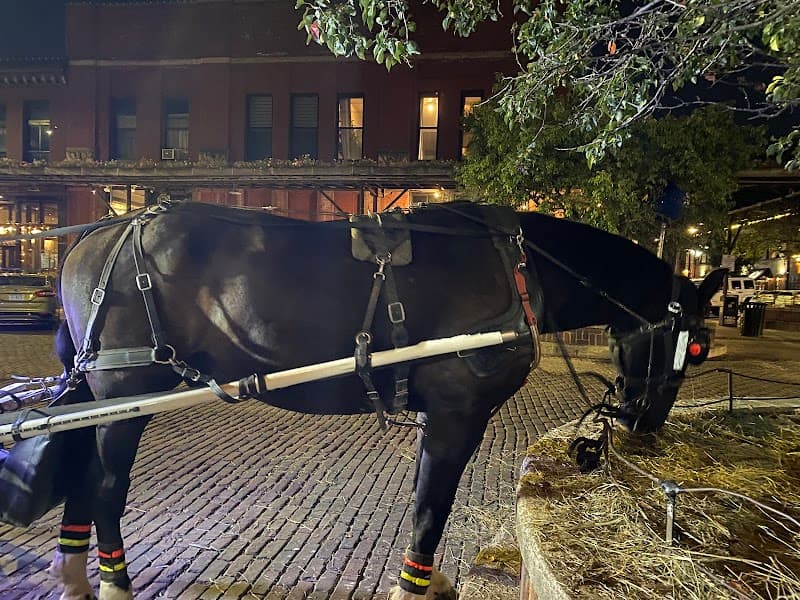 Magical Journey's Carriage Service cover