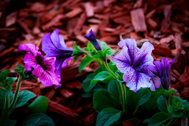 Pinups of Amarillo Tx cover