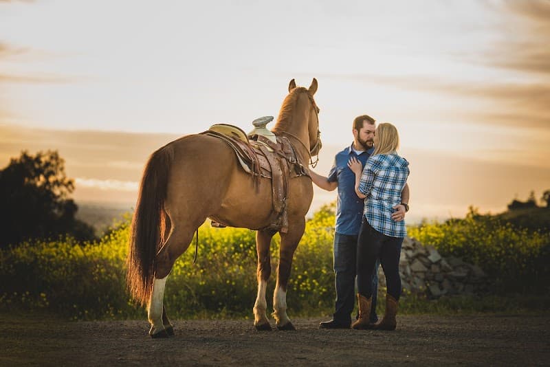 Prince Horse Rental cover