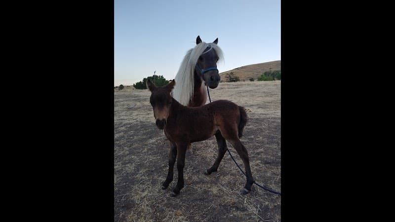 El Pony Charro cover