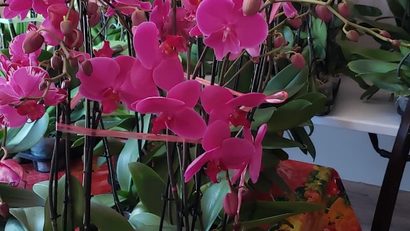 Orquídeas flower Roberto n cover